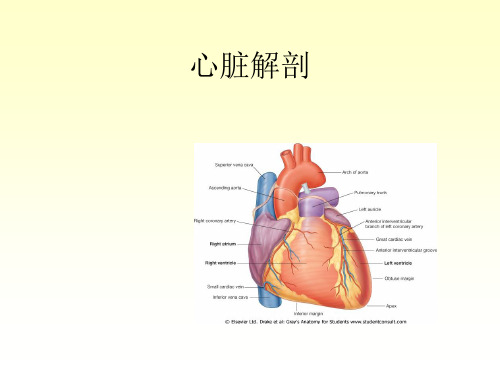 心脏解剖教学