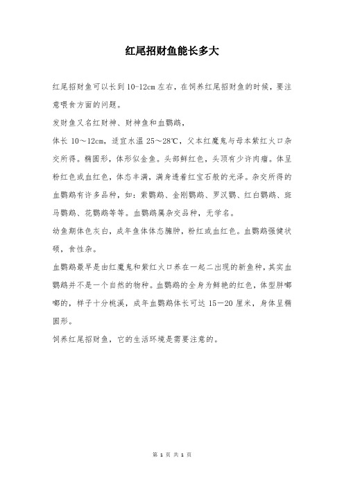 红尾招财鱼能长多大