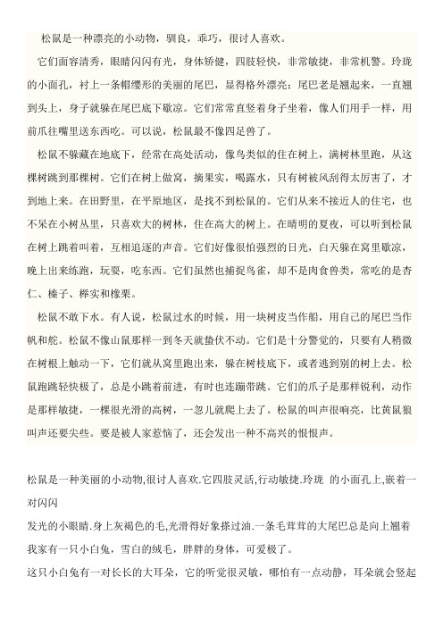 松鼠是一种漂亮的小动物