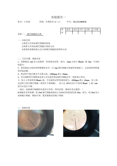 免疫学实验报告