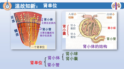 11.2 尿液的形成与排出(课时2)北师大版七年级下册生物课件(共14张PPT)