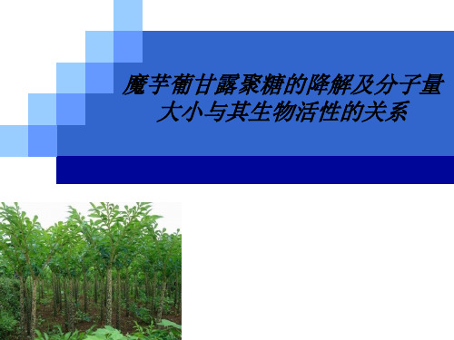魔芋葡甘露聚糖分子量及其生物活性的关系