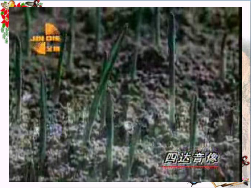 (精选)六年级品德与社会上册“四大件”的变迁 PPT精品课件北师大版