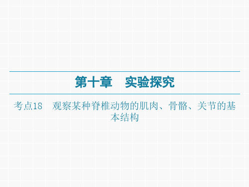 广东中考生物一轮复习课件：第十章-考点18 观察某种脊椎动物的肌肉、骨骼、关节的基本结构