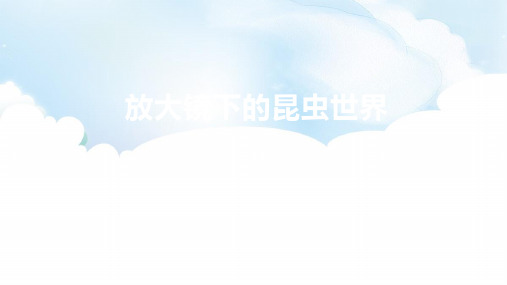 六年级科学下册课件-2放大镜下的昆虫世界-教科版(共19张PPT)