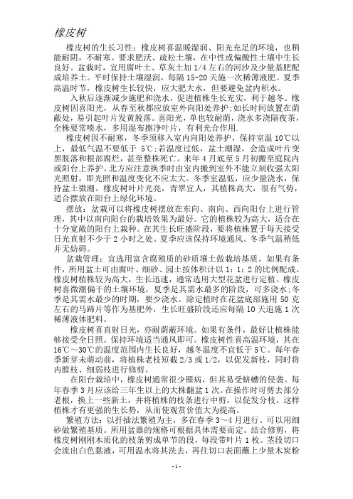 橡皮树