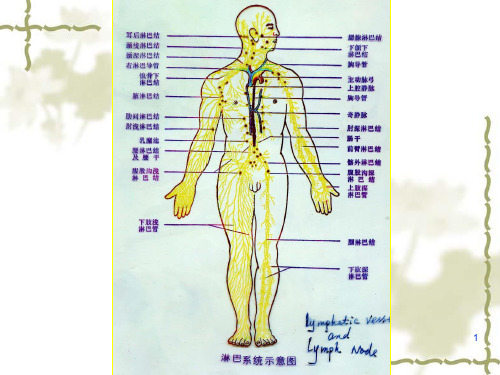 动物生理学ppt课件第8章人体的免疫机能