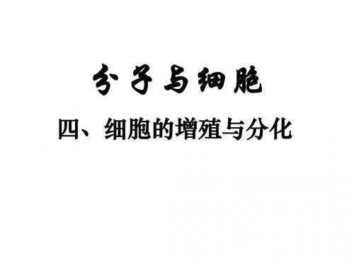 高中生物—细胞的增殖与分化