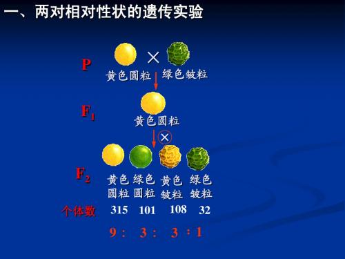 新课标人教版高中生物必修2： 孟德尔的豌豆杂交实验