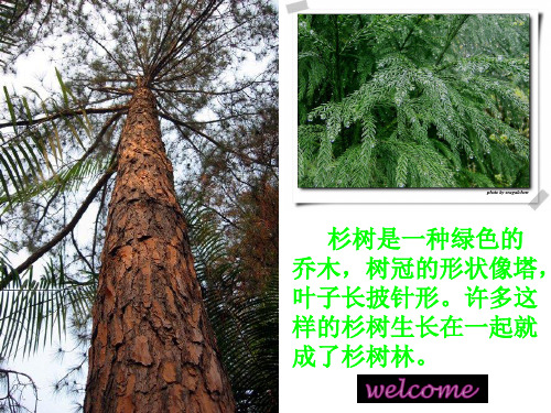 快乐的杉树林