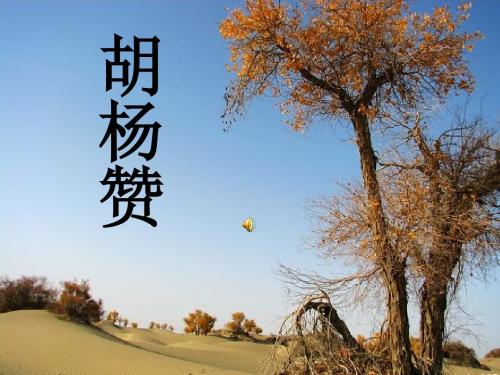 《胡杨赞》课件