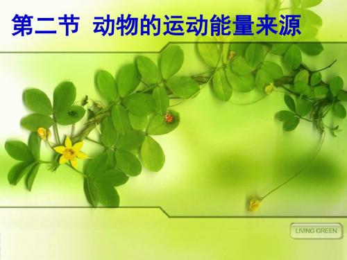 初中八年级(初二)生物课件 16-2动物运动的能量来源.ppt