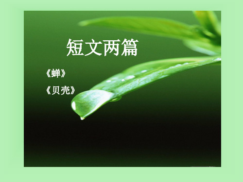 短文两篇·蝉·贝壳PPT课件18 人教版 (共22张PPT)