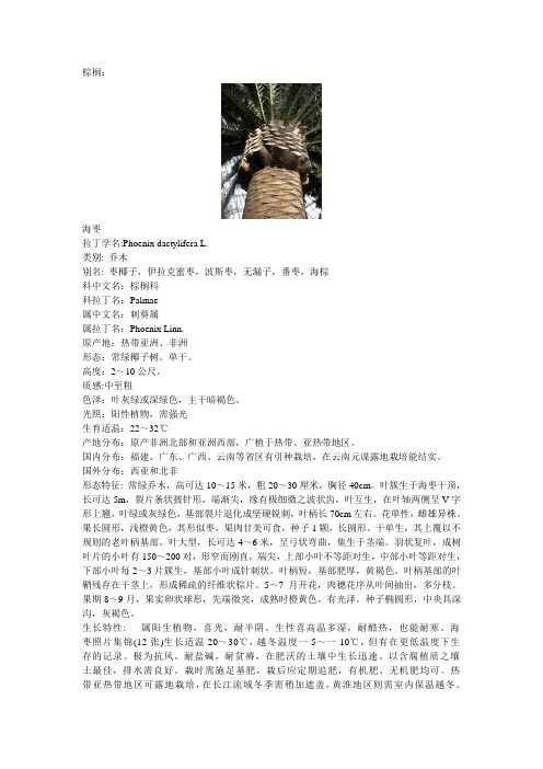棕榈