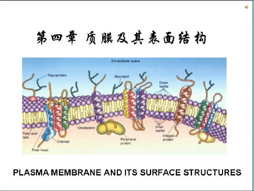 细胞生物学学第3章PPT课件
