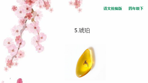 《琥珀》ppt—人教部编版琥珀完美课件4