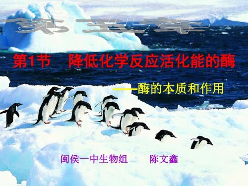 酶的作用与本质
