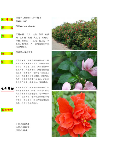 锦葵科