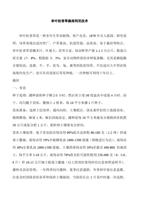 串叶松香草1