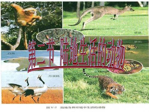 八年级上册人教版生物陆地生活的动物7PPT课件