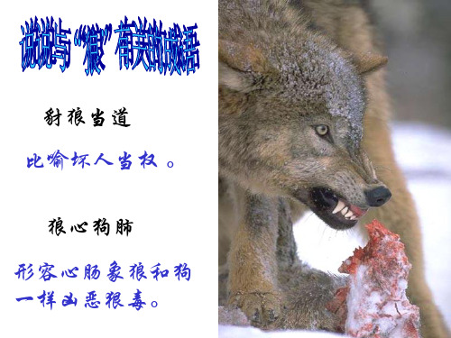 【课件】七上30狼
