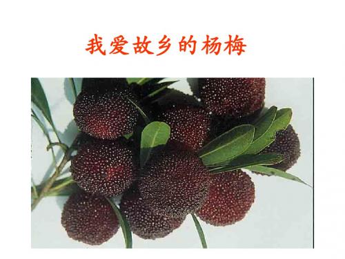 41、我爱故乡的杨梅