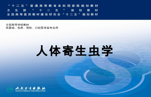毛首鞭形线虫