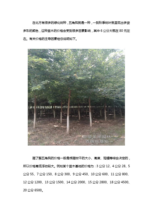 6公分五角枫价格
