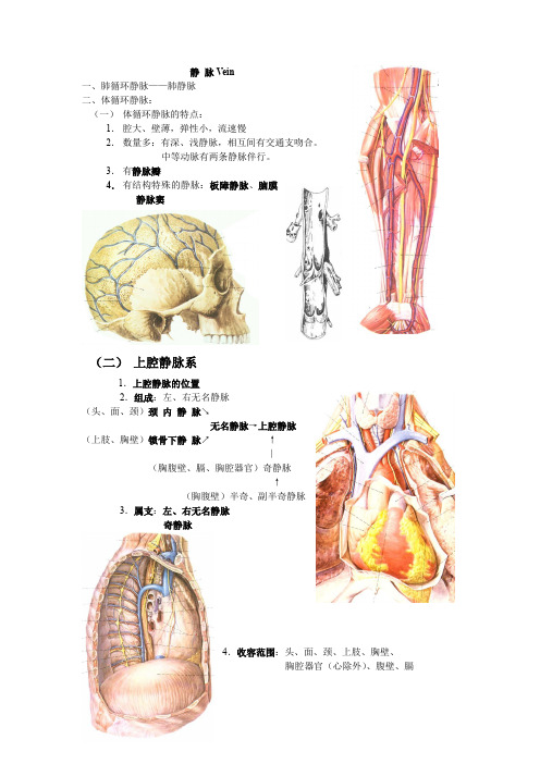 大专人体系统解剖学11-循环系统3-静脉1