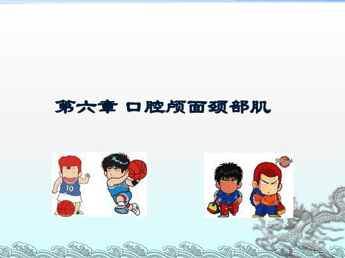 第六章口腔颅面颈部肌