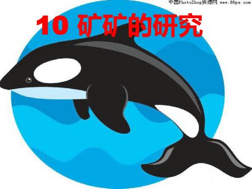 10.矿矿的研究