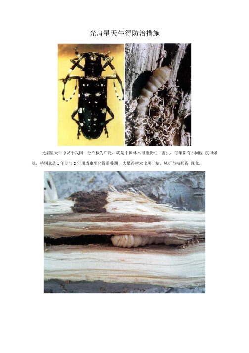 光肩星天牛的防治措施
