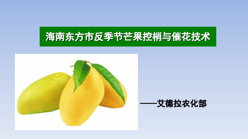 海南芒果控梢与催花技术