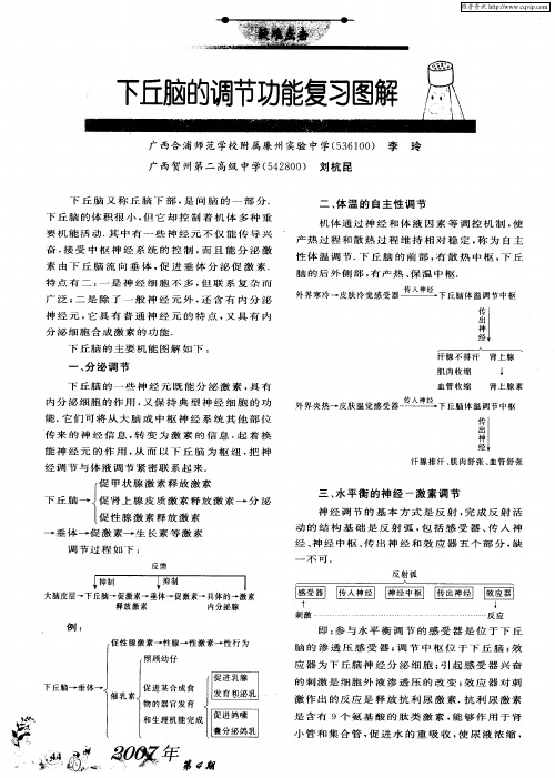 下丘脑的调节功能复习图解