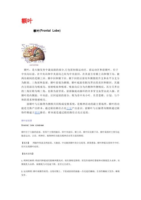 大脑各区作用
