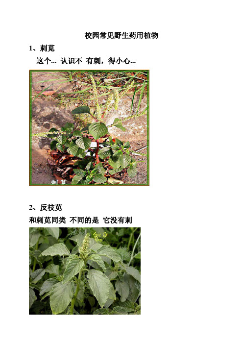 校园常见药用植物