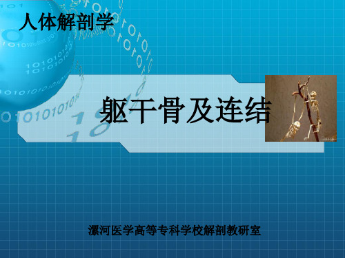 《躯干骨及连结》PPT课件