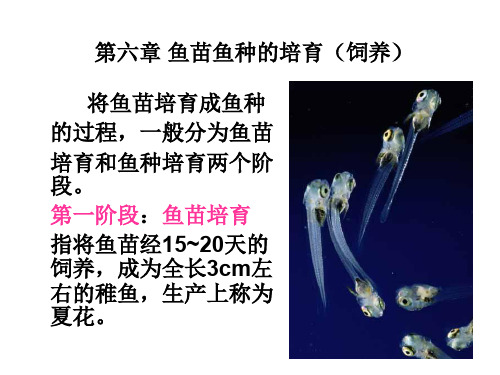 鱼苗鱼种培育(饲养)