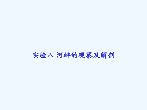 实验八 河蚌的观察及解剖 PPT