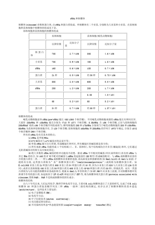 rRNA和核糖体