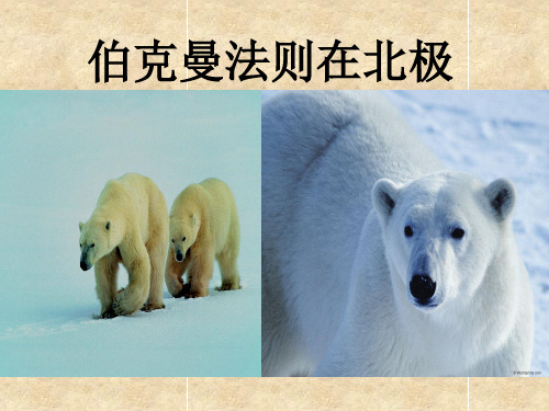 9.伯克曼法则在北极ppt课件