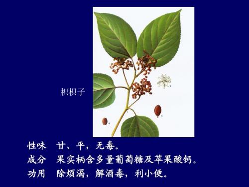 竹叶椒
