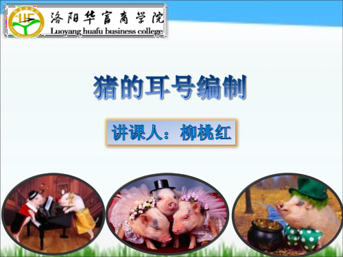 猪的耳号编制