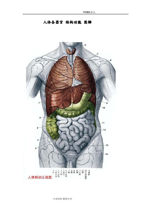 人体各器官结构功能图解16397