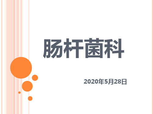 .肠杆菌科