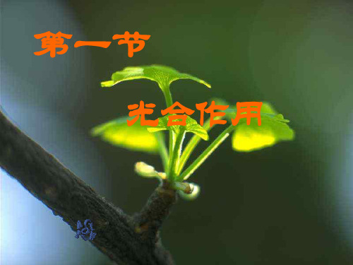 北师大版柳苗生长之谜PPT教学课件