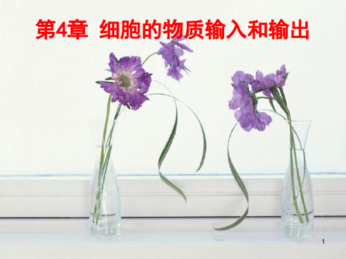 物质的输入和输出PPT演示课件