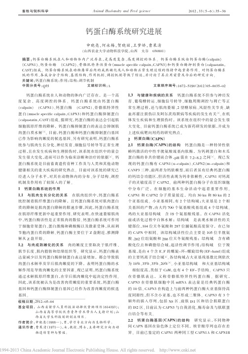 钙蛋白酶系统研究进展_申晓亮