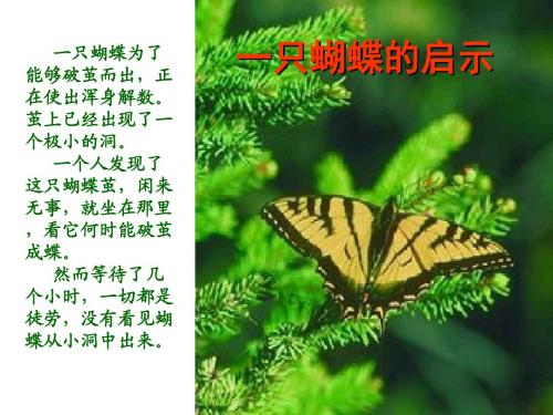 蝴蝶的启示