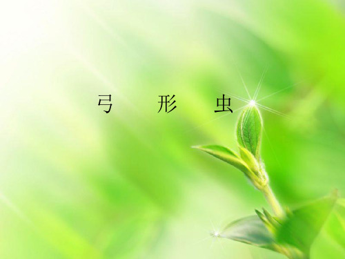 弓形虫